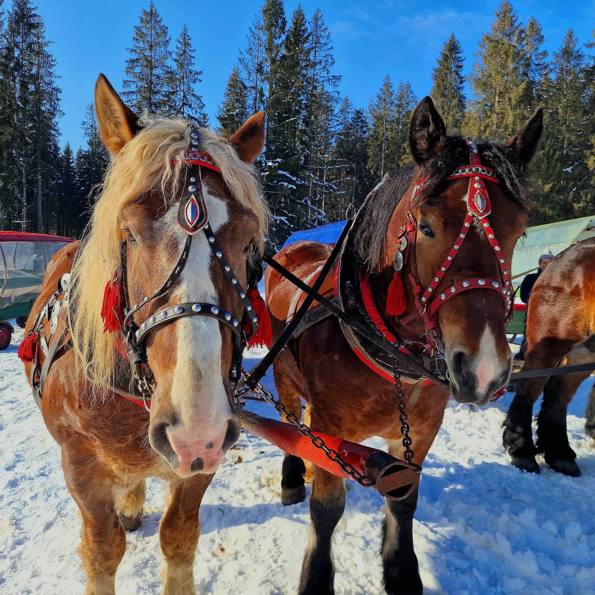 Kuligi w Istebnej - zdjęcie 6